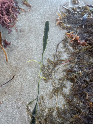 Scalpel green seaweed (Caulerpa scalpelliformis)