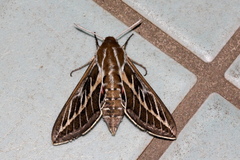 Hyles livornicoides