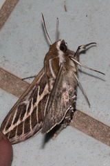 Hyles livornicoides