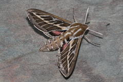 Hyles livornicoides