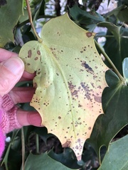 Calonectria