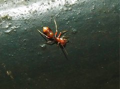 Myrmarachne formosana