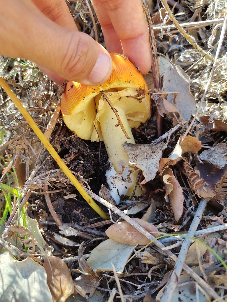 Amanita caesarea