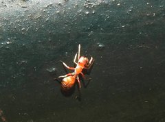 Myrmarachne formosana