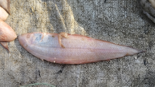 Red tonguesole (Cynoglossus joyneri) — Cynoglossidae — 2