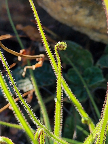 Drosophyllum lusitanicum