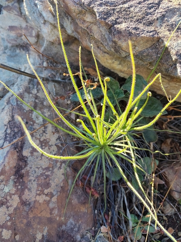 Drosophyllum lusitanicum
