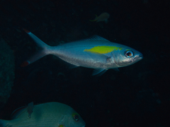 Pterocaesio randalli