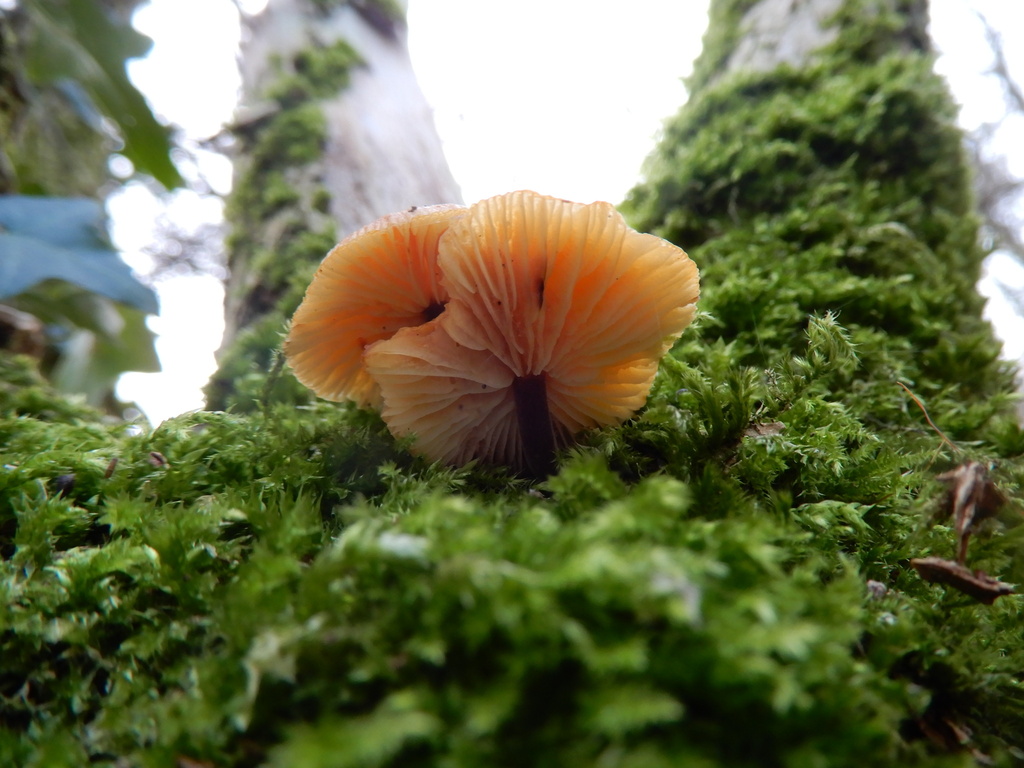Flammulina · November 2025 · photo: © cryptomarasmius (iNaturalist, cc-by)
