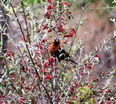 Turdus rufitorques