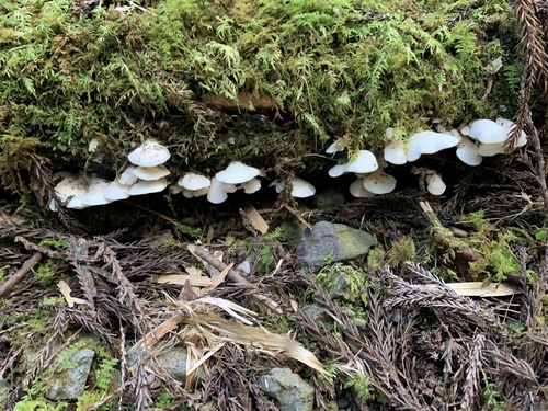 Pleurocybella porrigens