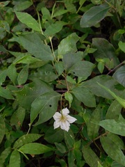 Lycianthes stephanocalyx