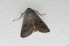 Pandesma submurina