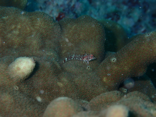 Yellownape triplefin (Enneapterygius flavoccipitis) — Tripterygiidae — 5