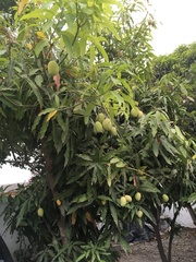 Mangifera indica