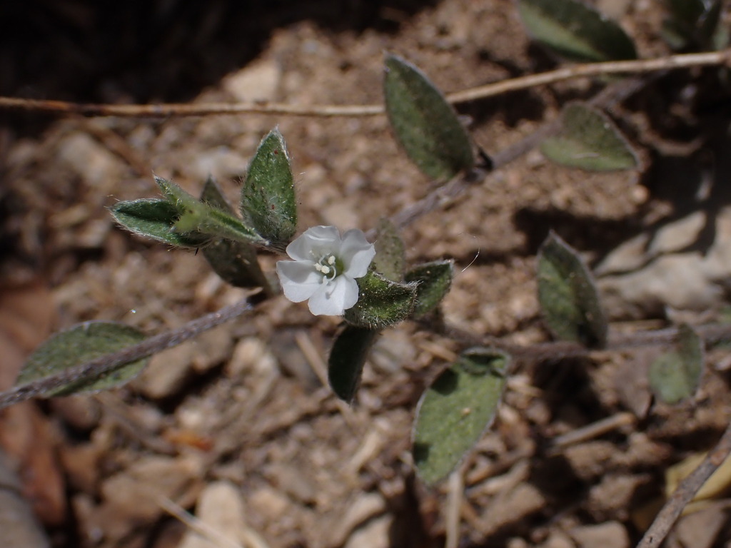 Seddera repens