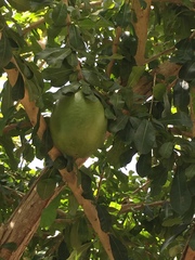 Crescentia cujete