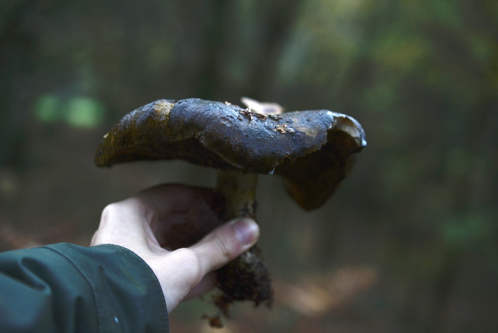 Lactarius turpis · November 2025 · photo: © cryptomarasmius (iNaturalist, cc-by)
