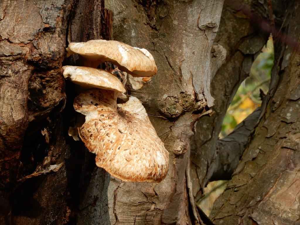 Cerioporus squamosus · November 2025 · photo: © cryptomarasmius (iNaturalist, cc-by)