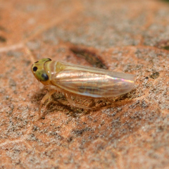 Graminella villica