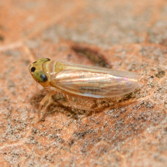 Graminella villica