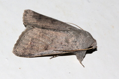 Pandesma submurina