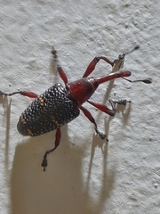 Heilipus lauri