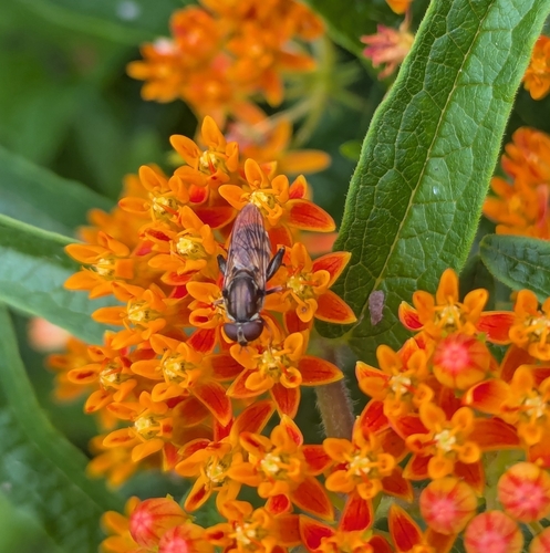 Common Thick-leg Fly photo 6