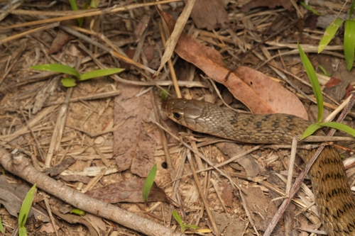Common keelback sighting