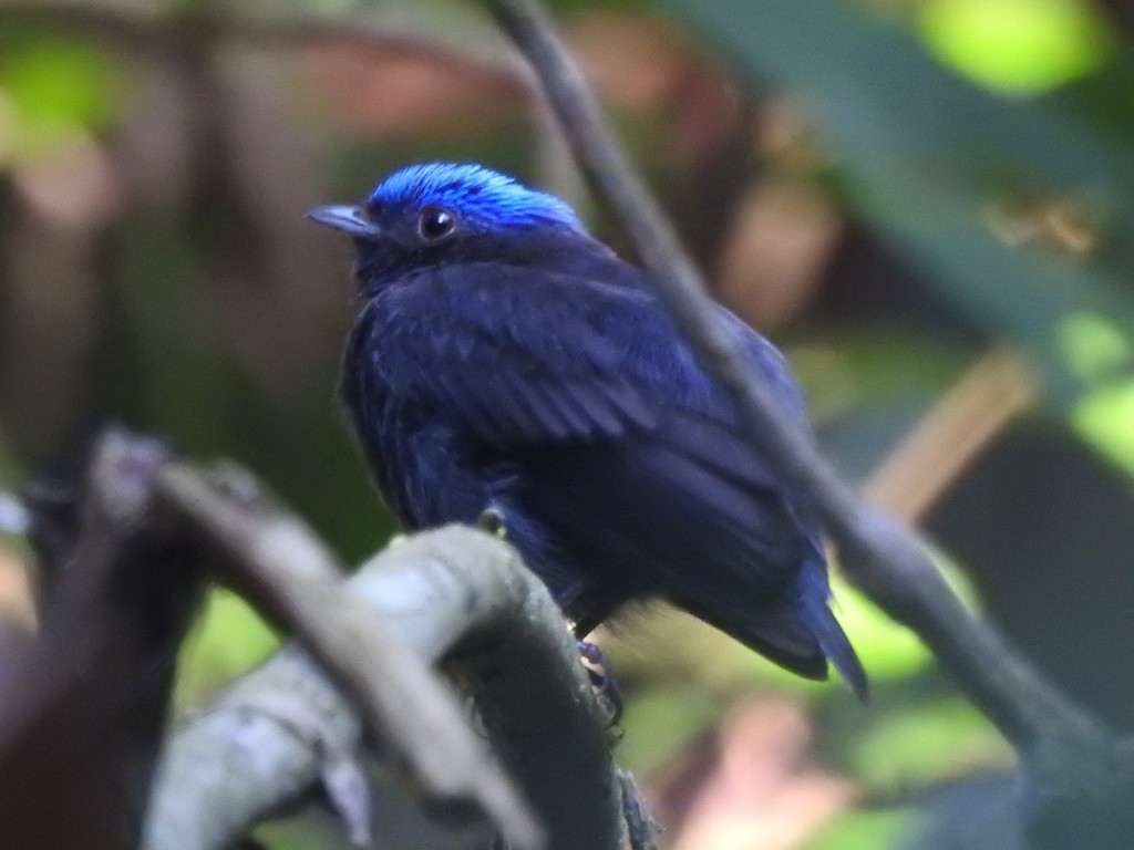 Blue-Crowned Manakin