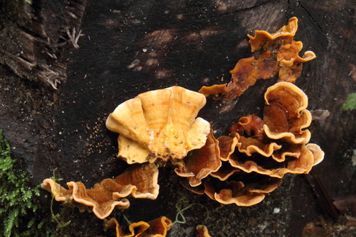 Gauruotoji plutpintė nuotrauka