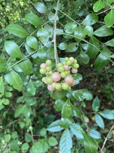Clausena indica observed 2025-11-08