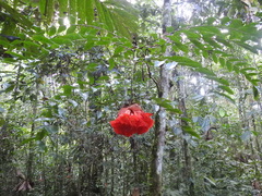 Brownea grandiceps