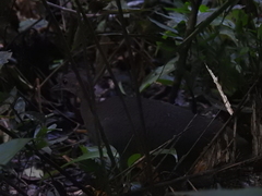 Crypturellus cinereus