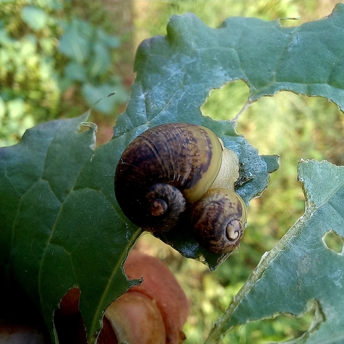 Cantareus apertus
