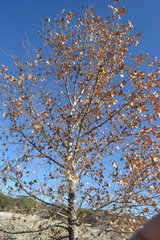 Platanus occidentalis