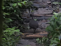 Crypturellus cinereus