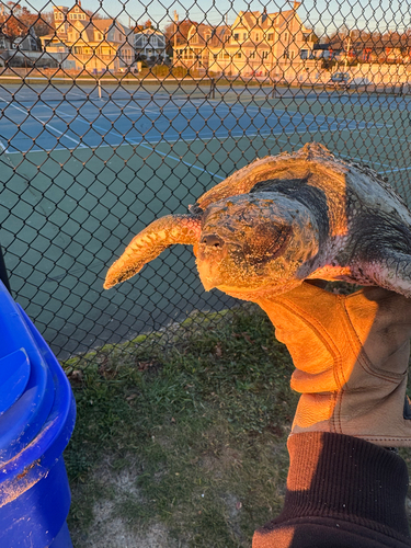 Kemp's Ridley Sea Turtle photographed in Massachusetts