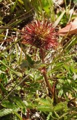 Acaena ovalifolia