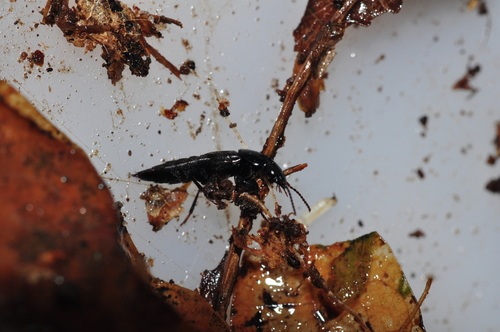 Quedius fuliginosus