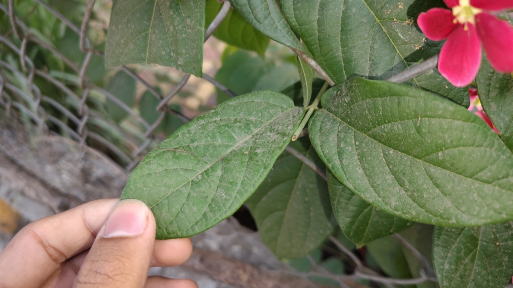 Combretum indicum, Dattaprasad, plinth no 14, plot no 55, Lane of parkway medicals, Patwardhan Baug, Vakil Nagar, Erandwane, Pune, Maharashtra 411004, India