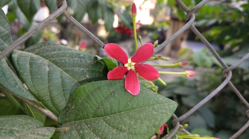 Combretum indicum