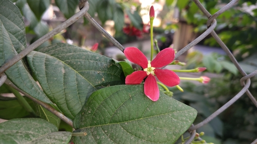 Combretum indicum