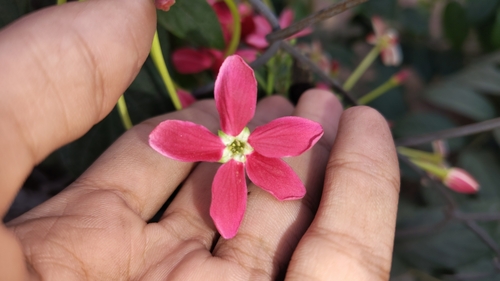 Combretum indicum
