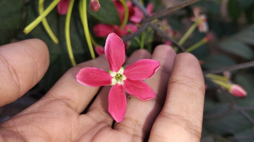 Combretum indicum