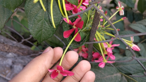 Combretum indicum