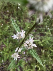 Hyptis lappacea