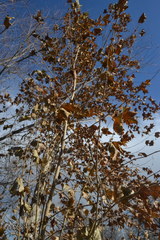 Platanus occidentalis