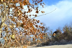 Platanus occidentalis