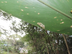 Pycnarmon aeriferalis